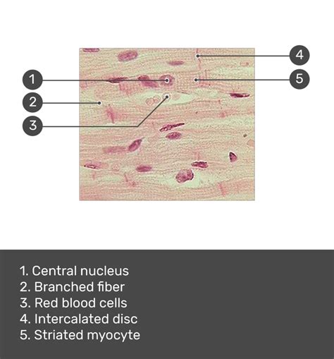 Cardiac Muscle Tissue Labeled Diagram