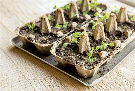 Biodegradable Seedling Pots - Science World