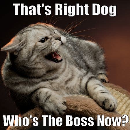 Who Is The Boss Now | Angry Cat | Cats, Cat attack, Angry cat memes