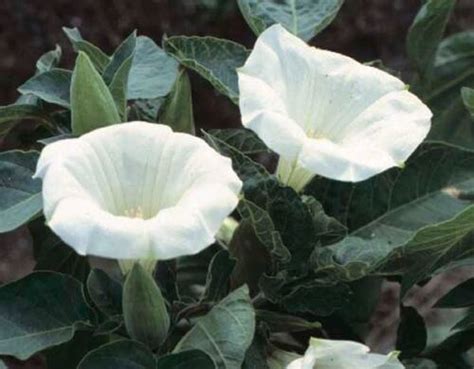 Lavatera Pink Blush – T&T Seeds