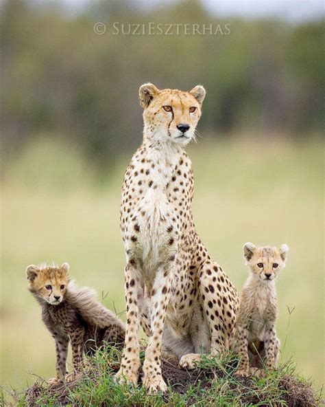 Cheetah Mom and Two Cubs Photo – Baby Animal Prints by Suzi