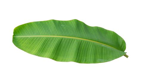 Fresh banana leaves isolated on transparent background PNG file 18742819 PNG