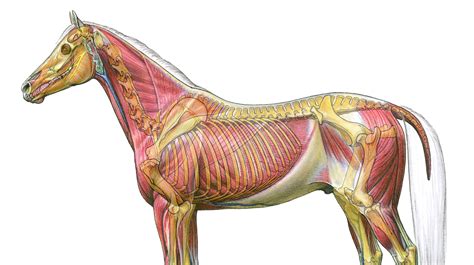 FEI Campus: Equine Anatomy & Physiology