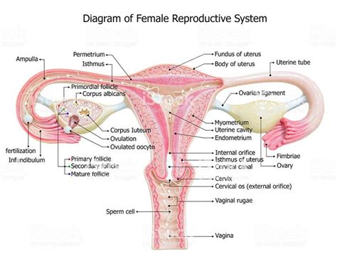 Female reproductive system, image diagram | Reproductive system, Female ...