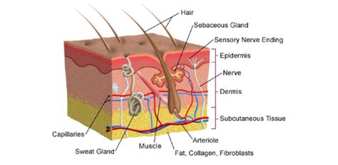 A Human Body Skin-structure Quiz! | Attempts: 38684 - Trivia & Questions