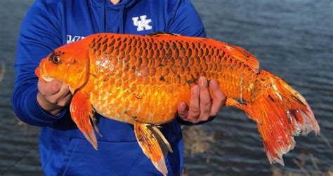 Giant Goldfish Found In Minnesota Prompt Warnings About Pet Dumping