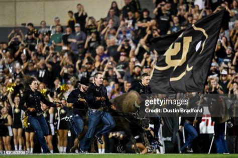 Ralphie The Buffalo Photos and Premium High Res Pictures - Getty Images