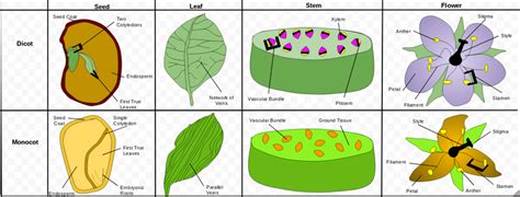 Fruits, Flowers, and Seeds - Biology Online Tutorial