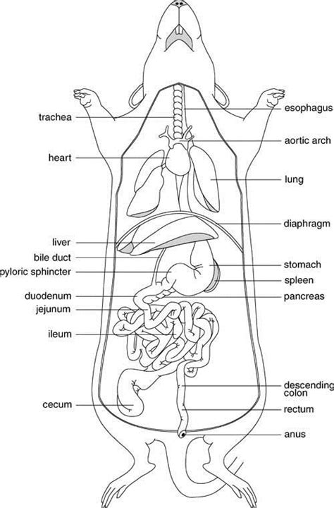 rat anatomy - Google Search | Biology lessons, Vet tech school, Vet ...