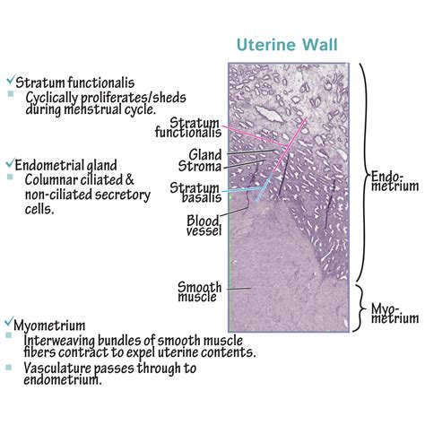 [DIAGRAM] Diagram Of Uterine Wall - MYDIAGRAM.ONLINE