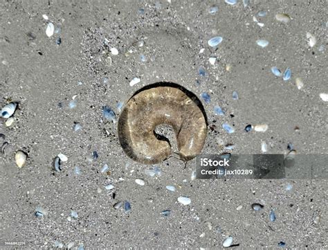 Egg Sac Of A Conical Or Moon Snail Stock Photo - Download Image Now - Above, Animal, Animal Egg ...