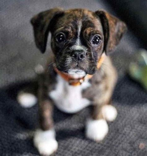 Boston Terrier Boxer Mix Puppies | PETSIDI