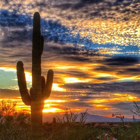 Wallpaper 1920x1080 Px Arizona Cactus Desert Landscap - vrogue.co