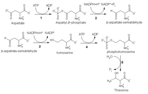 Getting to Know Your Amino Acids: Threonine