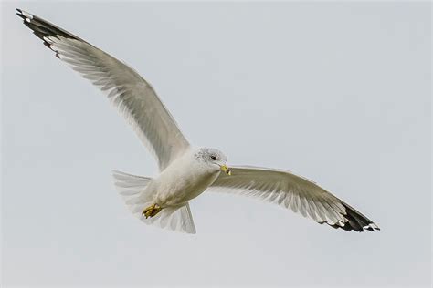 Ring Billed Gull Flying Photograph by Morris Finkelstein - Fine Art America