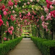 Arches in Rose Garden by joki