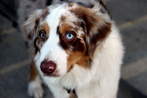 Australian Shepherd Grooming: The Essential Guide