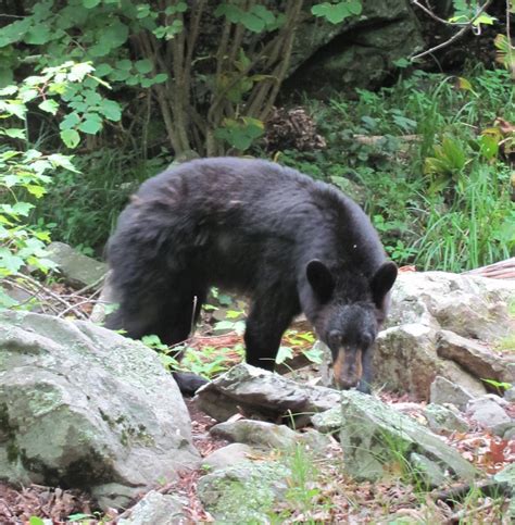 spring-wildlife-shenandoah-valley - Front Royal, VA