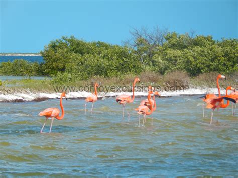 Yucatan Adventure Tour Las Coloradas and Flamingos