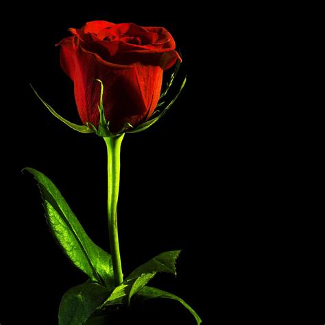 Details 100 high quality red rose with black background hd wallpaper - Abzlocal.mx