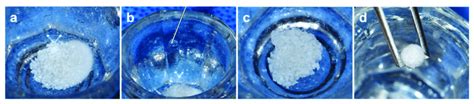 Bone graft material gelation process. (a) Prepared 0.25 g of xenograft ...