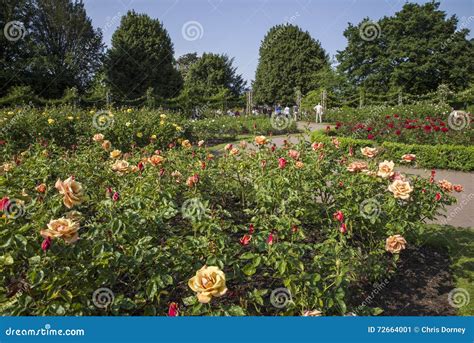 Rose Garden in Regents Park Editorial Photo - Image of kingdom, europe: 72664001