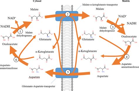 The malate–aspartate shuttle (Borst cycle): How it started and developed into a major metabolic ...