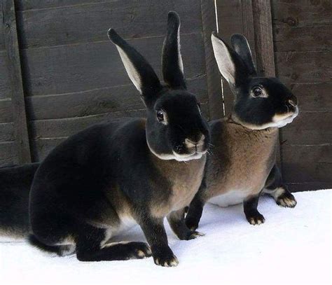 Black Otter Rex Bunnies | Content in a Cottage