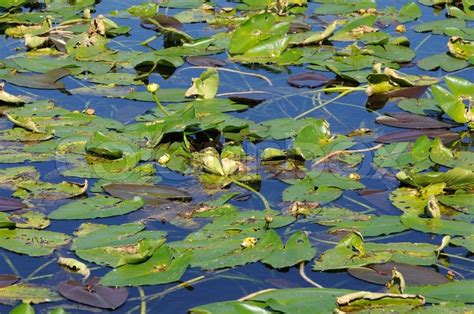 Flora in the Everglades, Florida | Stock image | Colourbox