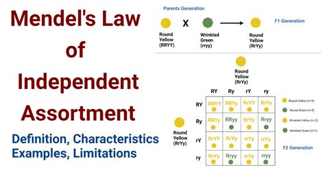 Mendel's Law of Independent Assortment- Definition, Examples, Limitations