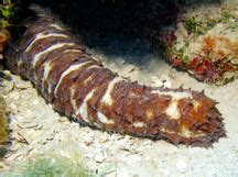 Caribbean Reefs - Sea Stars - Feather Stars - Basket Stars - Brittle ...