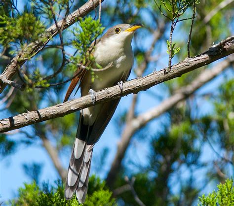 Bird of the Week: Yellow-billed Cuckoo – Travis Audubon