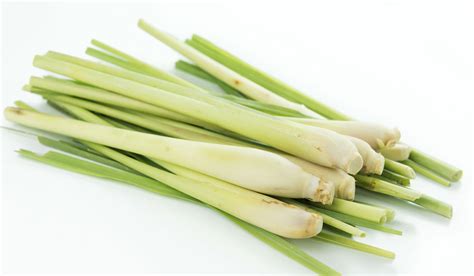 Lemongrass - Plant, Essential Oil, Uses & Potential Health Benefits