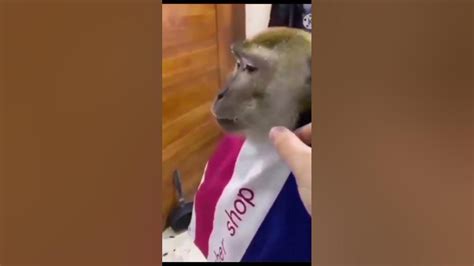 The Monkey Haircut Funny Hiar Cutt - YouTube