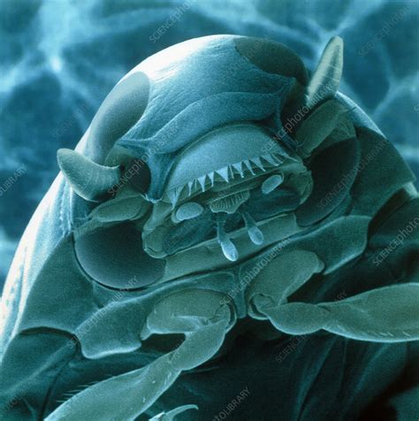 Head of a whirligig beetle, SEM - Stock Image - Z330/0218 - Science ...