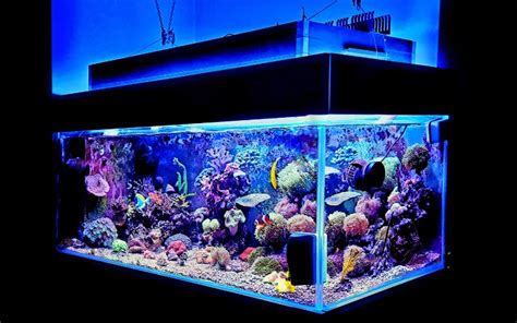 125 Gallon Tank Dimensions: Comprehensive Guide - AquariumNexus