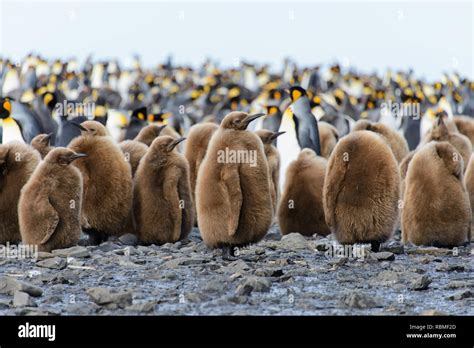 King penguin chicks Stock Photo - Alamy