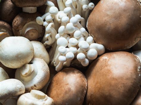 Types Of Mushrooms