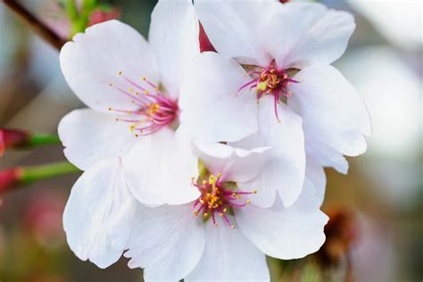 The Best Cherry Blossom Trees For Your Garden | BBC Gardeners World ...