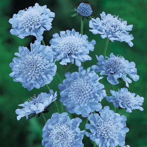 Butterfly Blue Pincushion Scabiosa Perennial Plant Perennials at Lowes.com