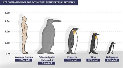 Remains of Six-Foot-Tall Penguin Found In Antarctica | GIANT FREAKIN ROBOT