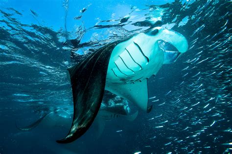 The priorities for effective manta and devil ray conservation - Save ...