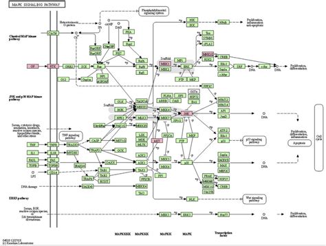 Mapk Signaling Pathway