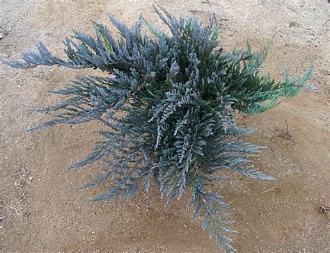 Juniperus horzontalis 'Bar Harbor'