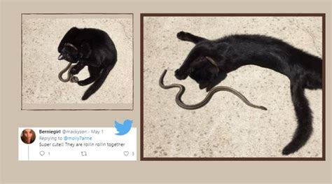 These pictures of a cat and a snake are not what you think they are | Trending News - The Indian ...