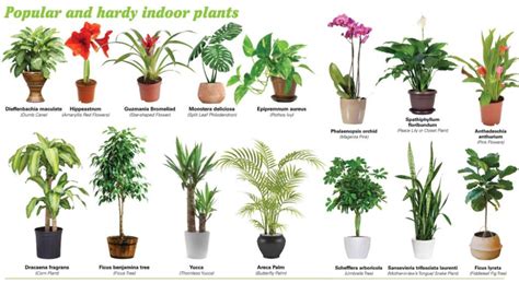 Which Indoor Plants Produces Most Oxygen? - Find Health Tips | Common ...