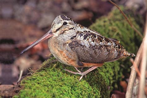 American Woodcock | wildfowl-carving.com