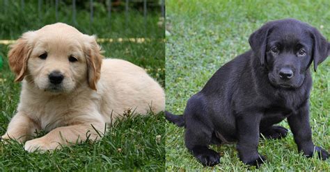 Are Golden Retriever And Labrador The Same