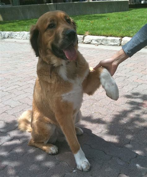 Dog of the Day: Jake the St. Bernard/Golden Retriever Mix | The Dogs of San Francisco