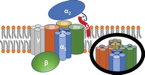 L-Type Calcium Channels: Structure and Functions | IntechOpen